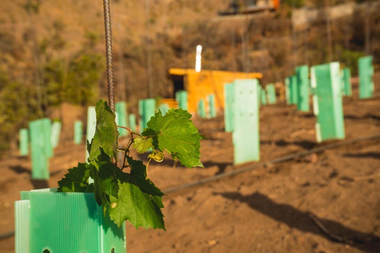Origen Del Maipo *